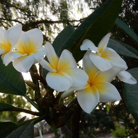 Finca Florida San Miguel de Abona Eksteriør billede