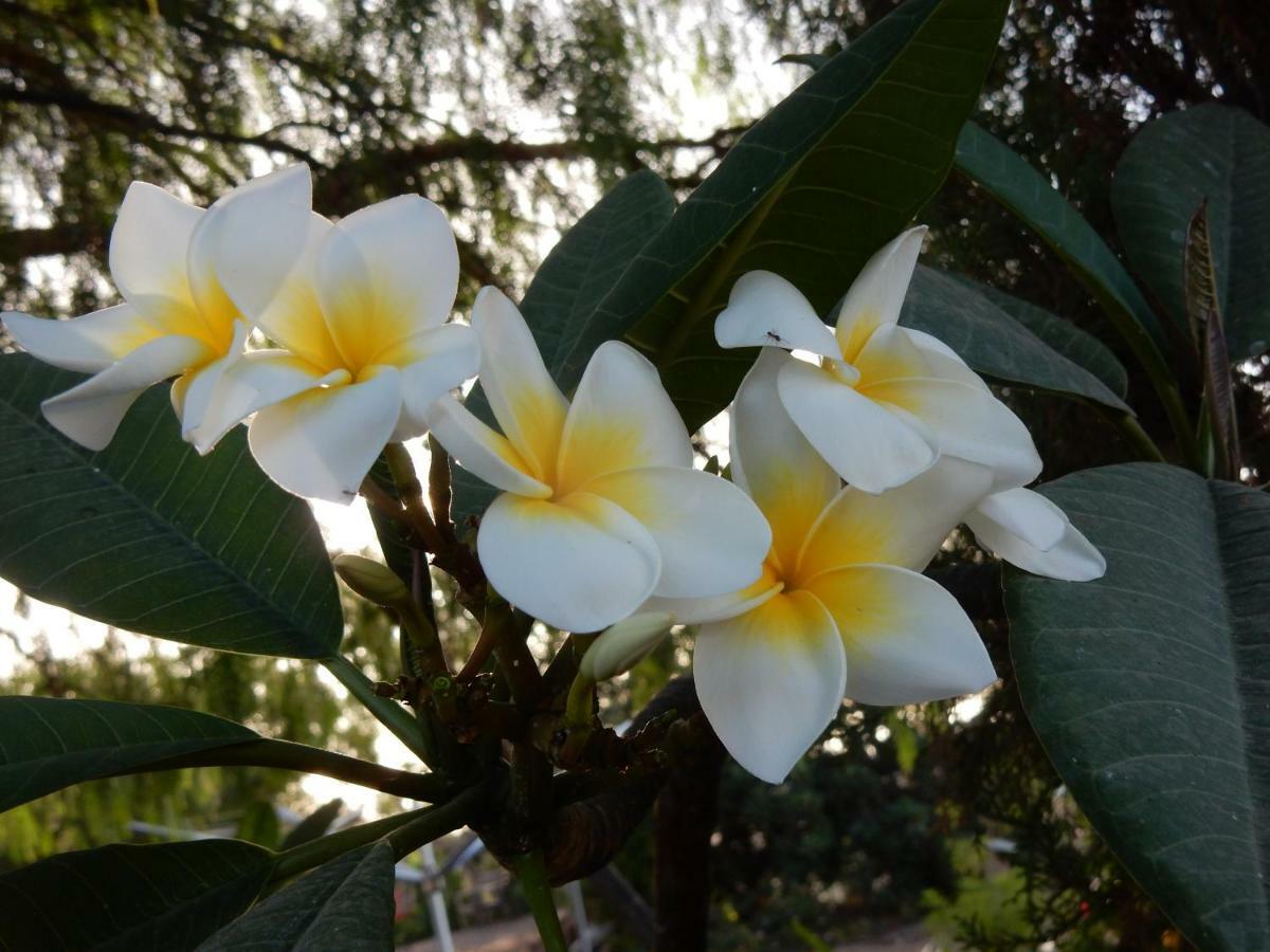 Finca Florida San Miguel de Abona Eksteriør billede